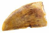 Serrated Raptor Tooth - Real Dinosaur Tooth #347032-1